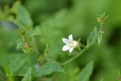 Campanula pallida